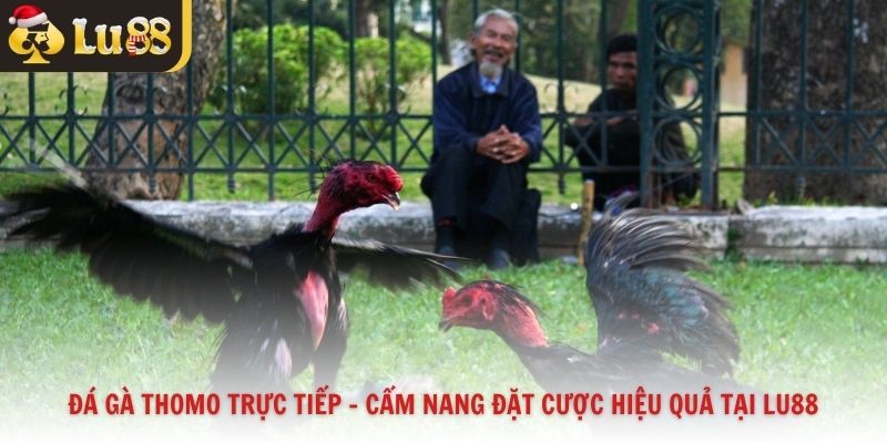 Đá Gà Thomo Trực Tiếp – Cẩm Nang Đặt Cược Hiệu Quả Tại Lu88