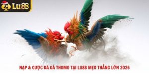 Nạp & Cược Đá Gà Thomo Tại Lu88 Mẹo Thắng Lớn 2026